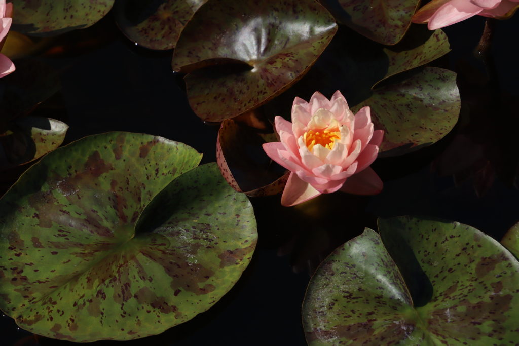 2022 Hardy Waterlily 13 - July 27 2022