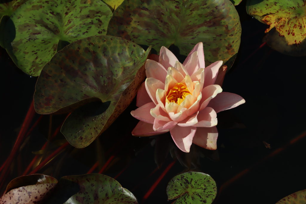 2022 Hardy Waterlily 13 - July 27 2022