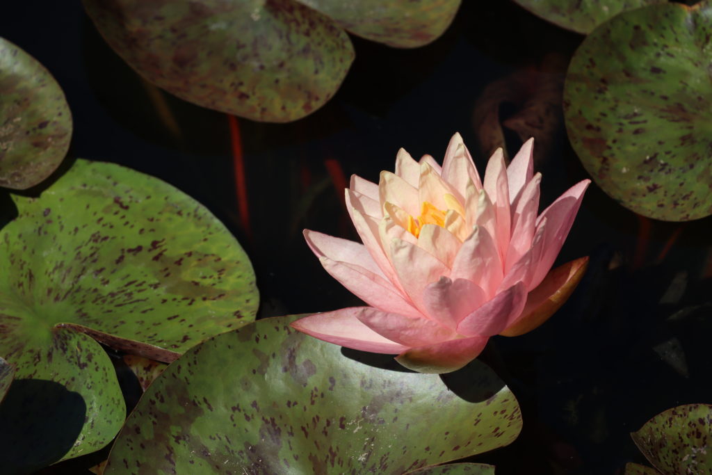 2022 Hardy Waterlily 13 - August 01 2022