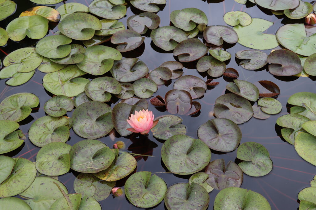 2022 Hardy Waterlily 13 - August 15 2022