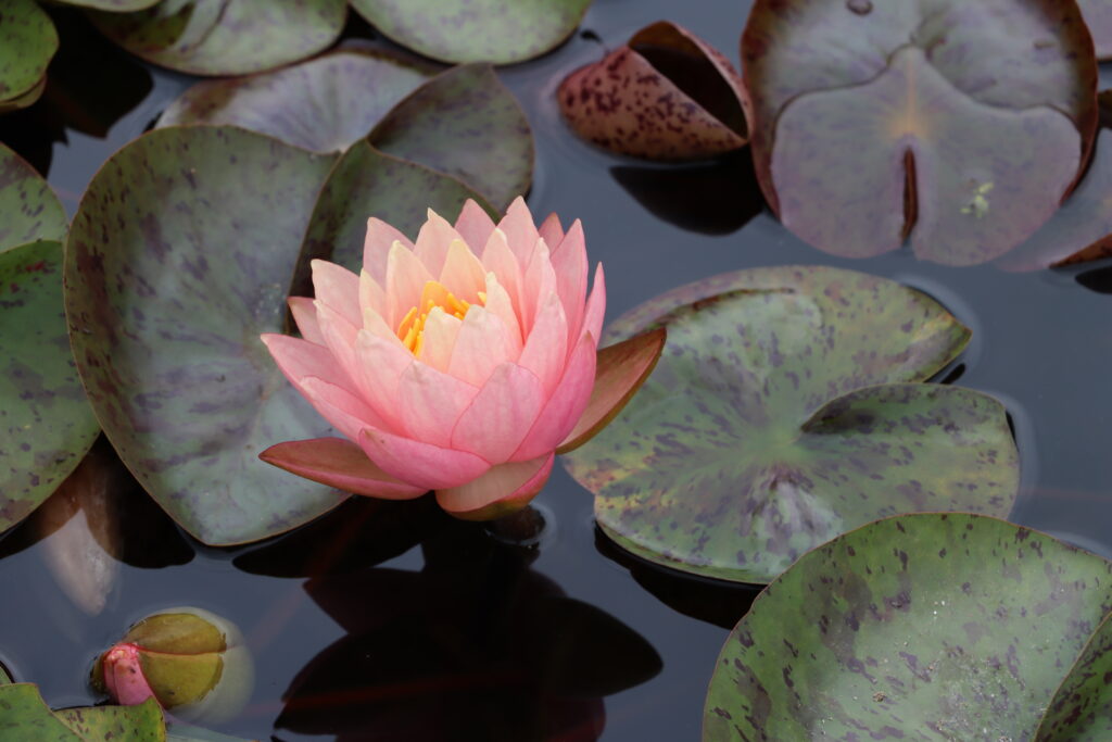 2022 Hardy Waterlily 13 - August 15 2022