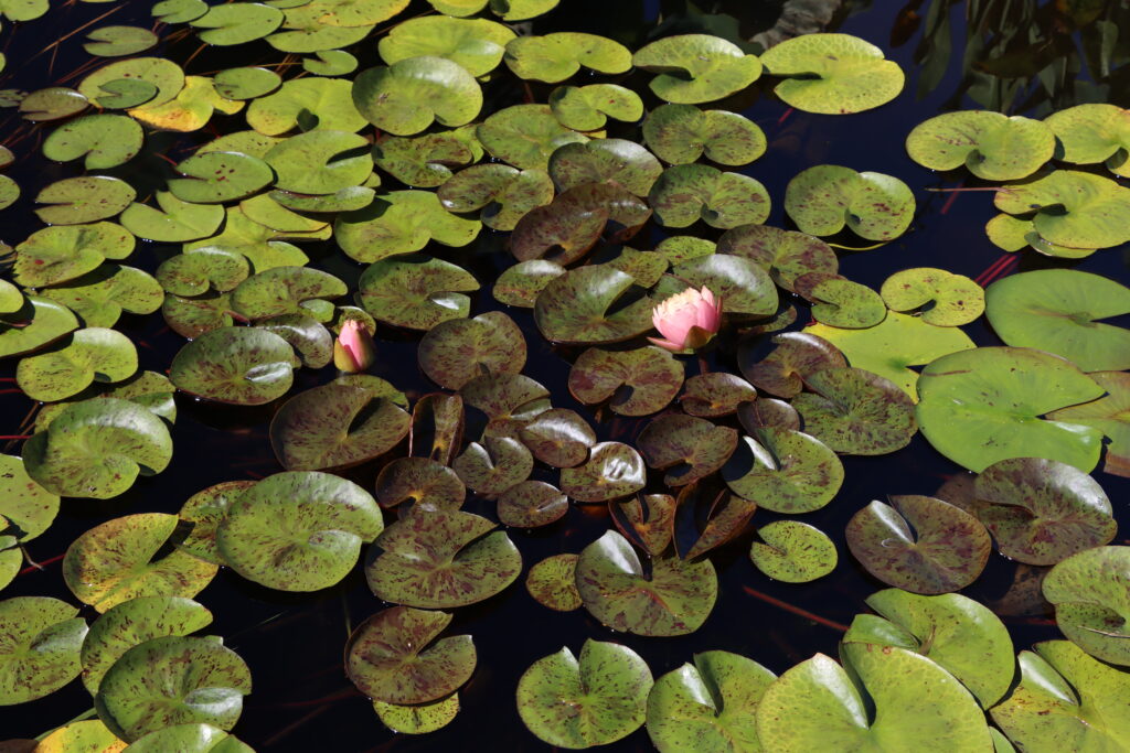 2022 Hardy Waterlily 13 - August 20 2022