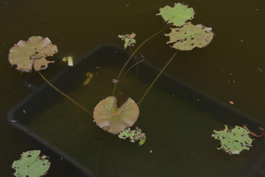 2022 ISG Hardy Waterlily 01 - June 23 2022