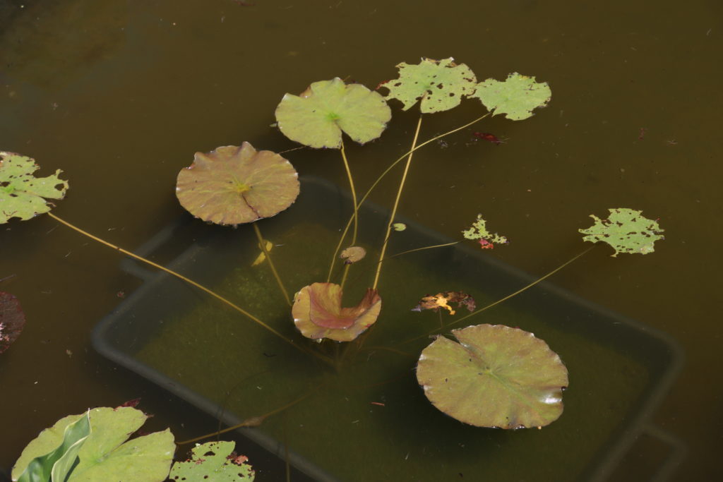 2022 ISG Hardy Waterlily 01 - June 30 2022