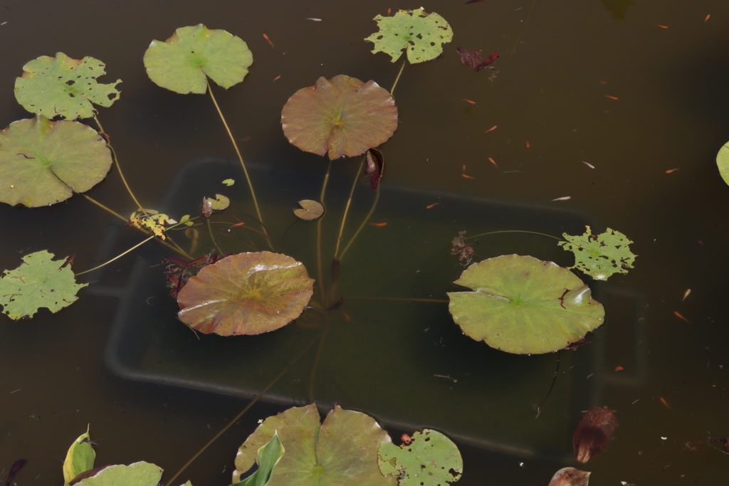 2022 ISG Hardy Waterlily 01 - July 03 2022