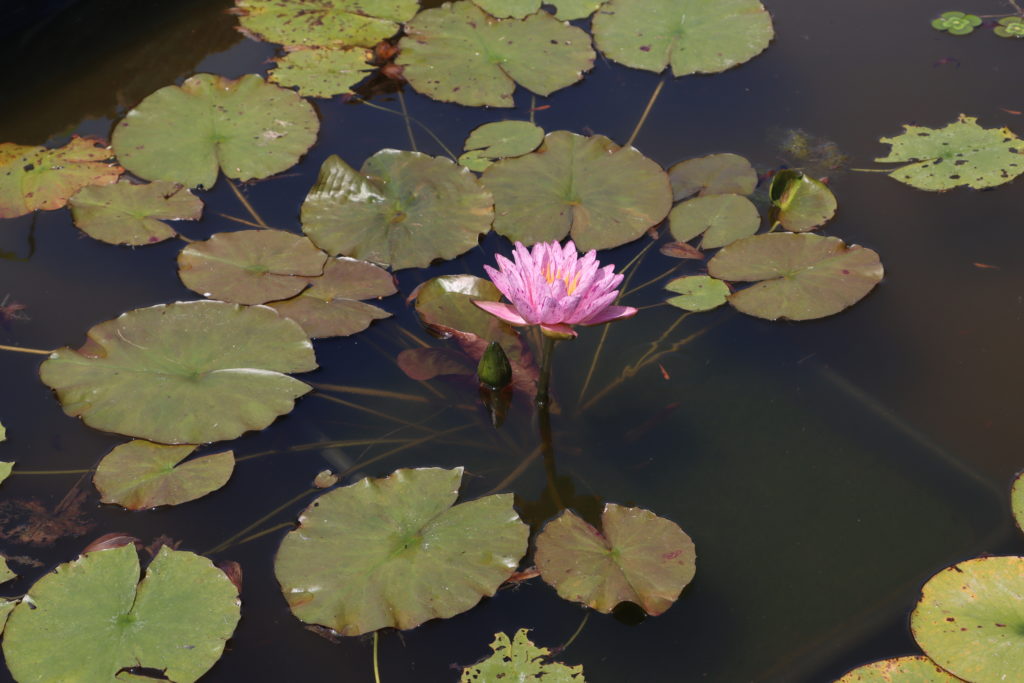 2022 ISG Hardy Waterlily 01 - July 12 2022