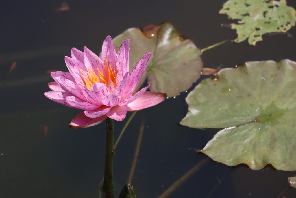 2022 ISG Hardy Waterlily 01 - July 12 2022