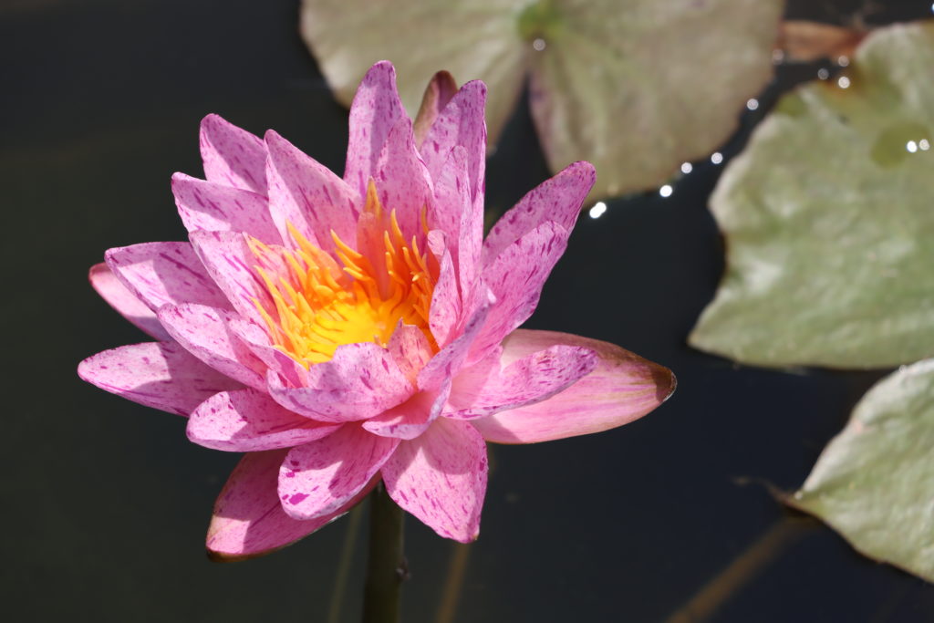 2022 ISG Hardy Waterlily 01 - July 12 2022
