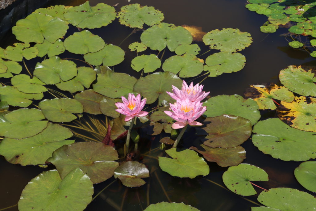 2022 ISG Hardy Waterlily 01 - July 26 2022