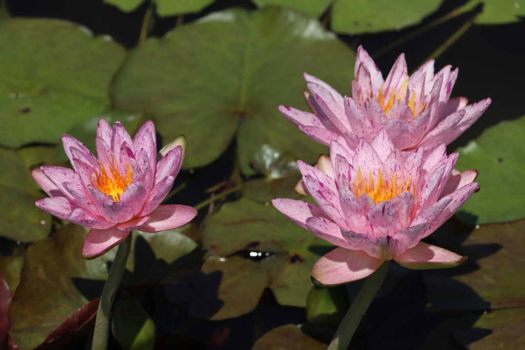 2022 ISG Hardy Waterlily 01 - July 26 2022