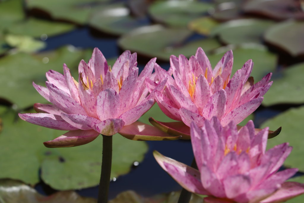 2022 ISG Hardy Waterlily 01 - July 26 2022