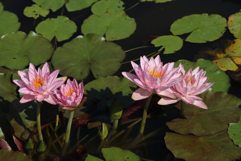 2022 ISG Hardy Waterlily 01 - July 27 2022