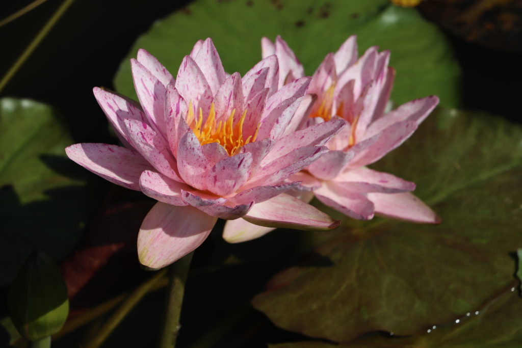 2022 ISG Hardy Waterlily 01 - July 27 2022