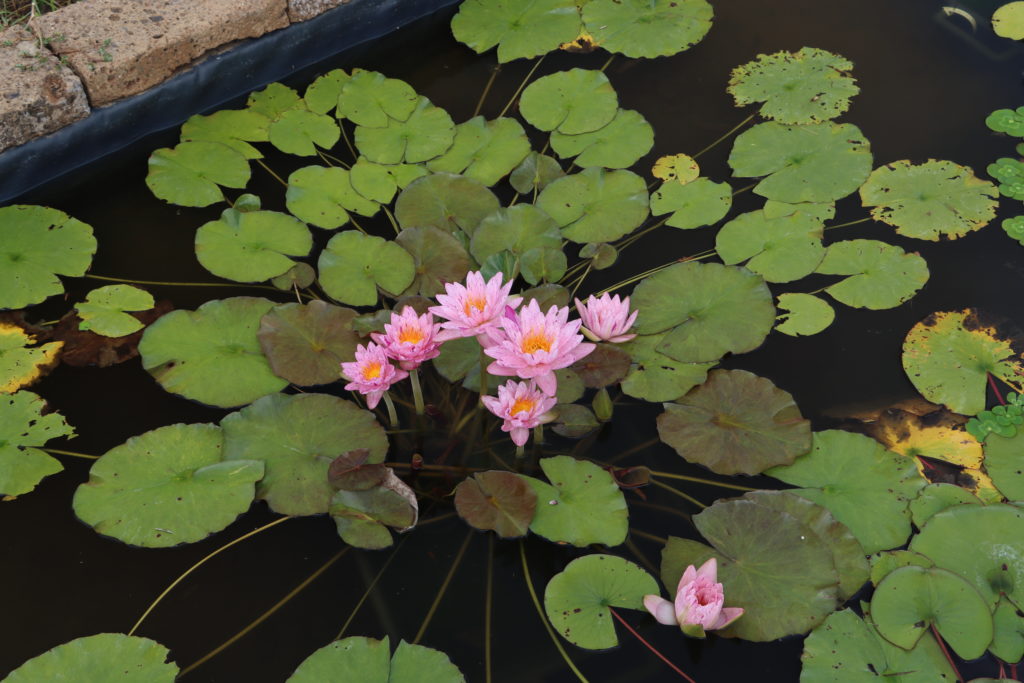 2022 ISG Hardy Waterlily 01 - July 29 2022