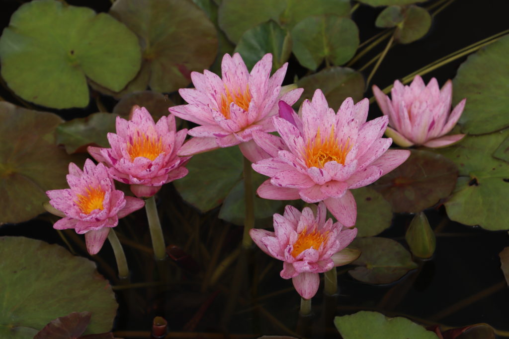 2022 ISG Hardy Waterlily 01 - July 29 2021