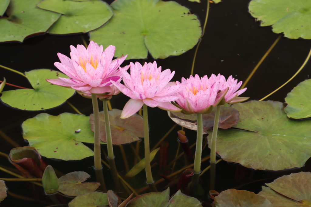 2022 ISG Hardy Waterlily 01 - July 29 2022