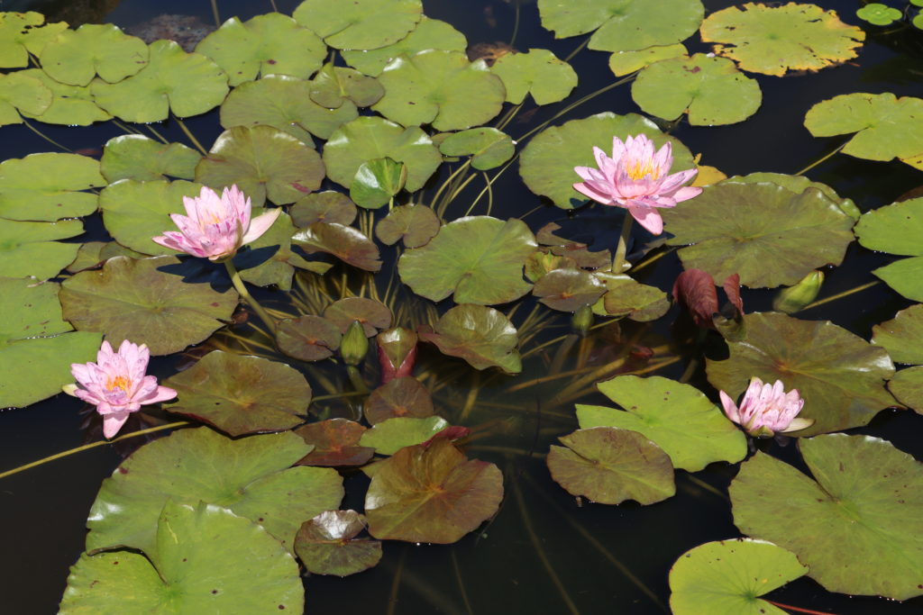 2022 ISG Hardy Waterlily 01 - August 01 2022