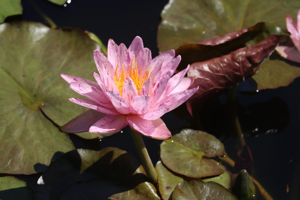2022 ISG Hardy Waterlily 01 - August 01 2022