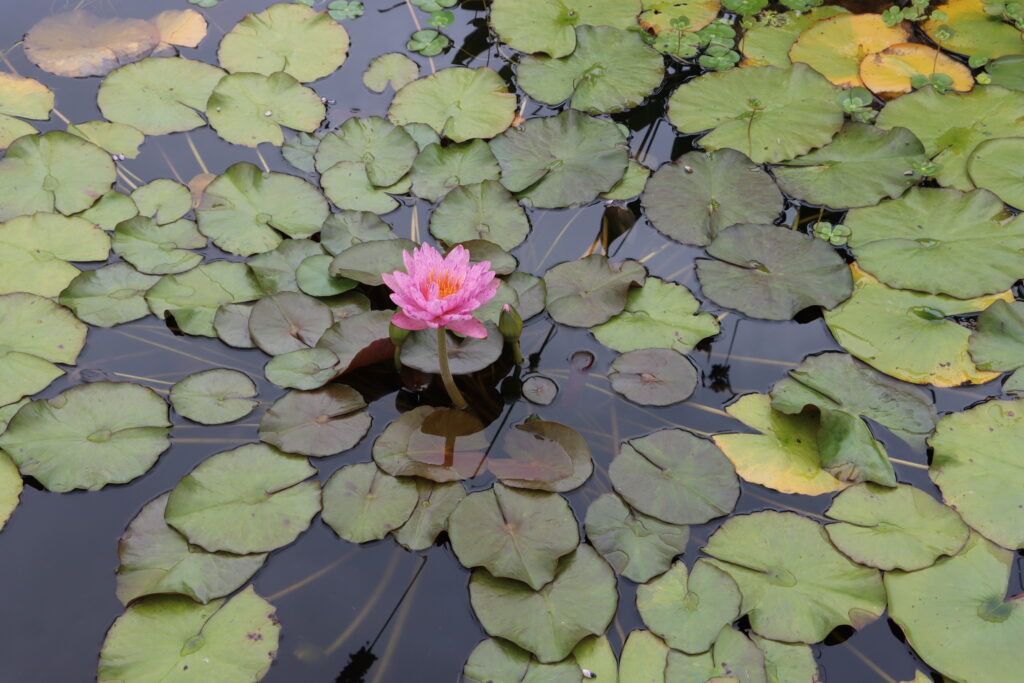 2022 ISG Hardy Waterlily 01 - August 15 2022