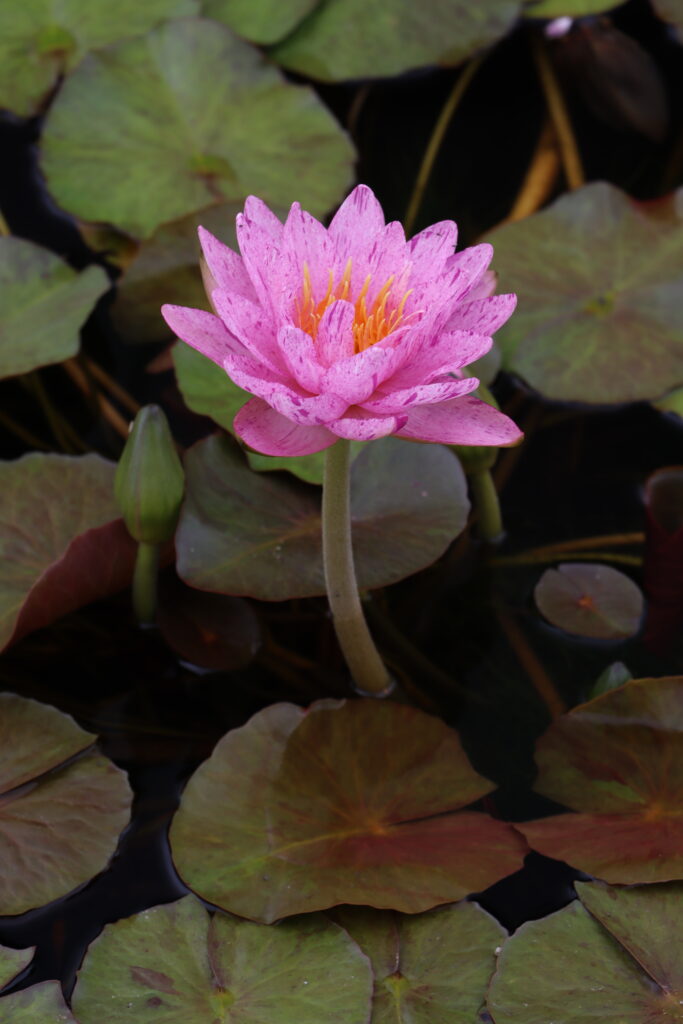 2022 ISG Hardy Waterlily 01 - August 15 2022