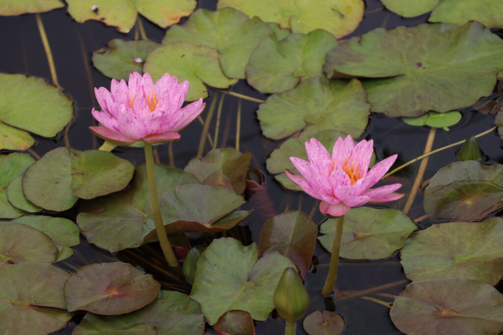 2022 ISG Hardy Waterlily 01 - August 17 2022