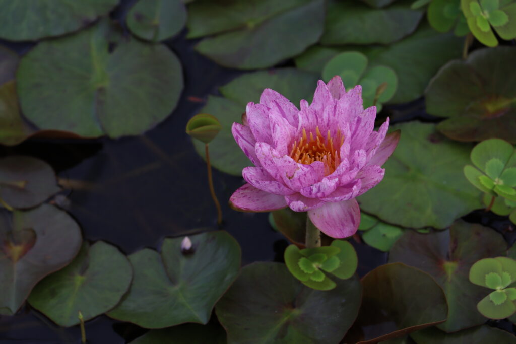 2022 ISG Hardy Waterlily 01 - August 30 2022
