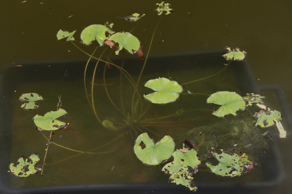 2022 ISG Hardy Waterlily 02 - June 23 2022