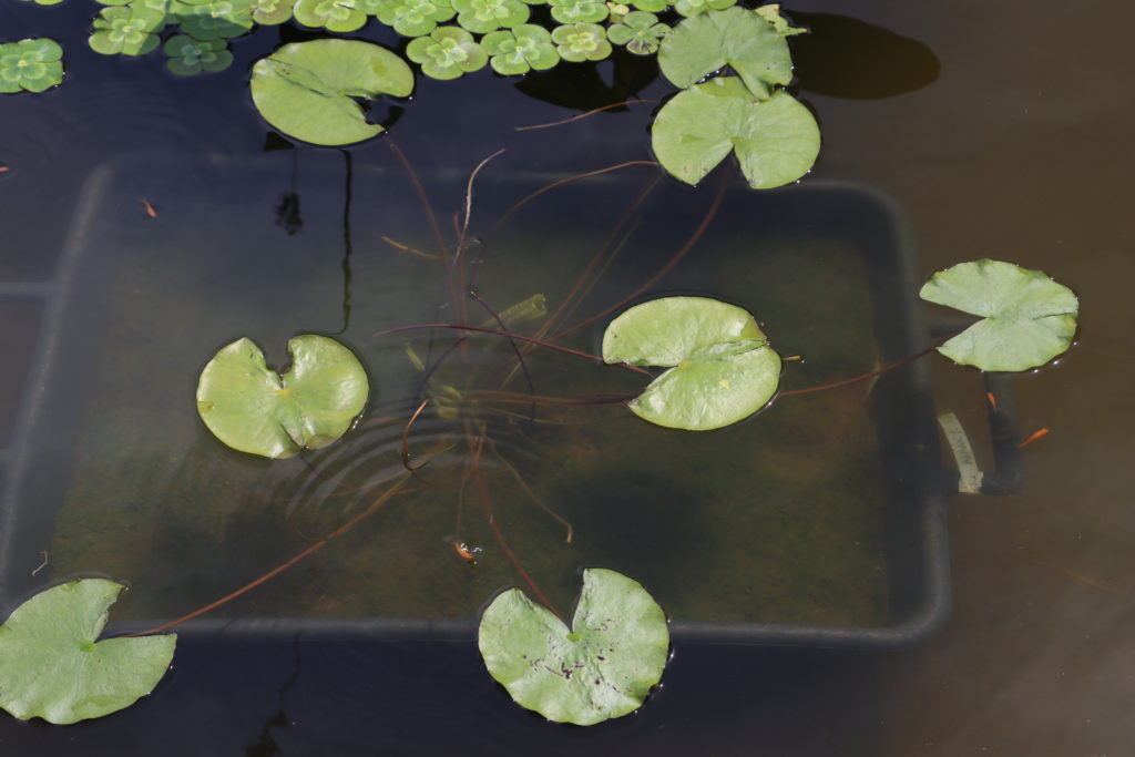 2022 ISG Hardy Waterlily 02 - July 04 2022