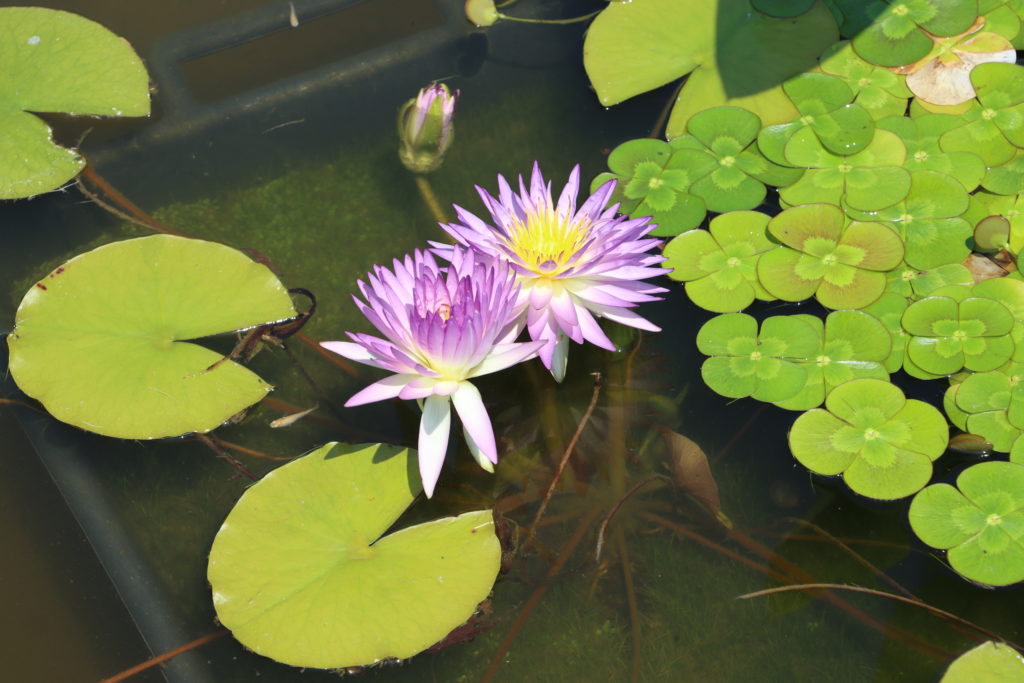 2022 ISG Hardy Waterlily 02 - July 12 2022