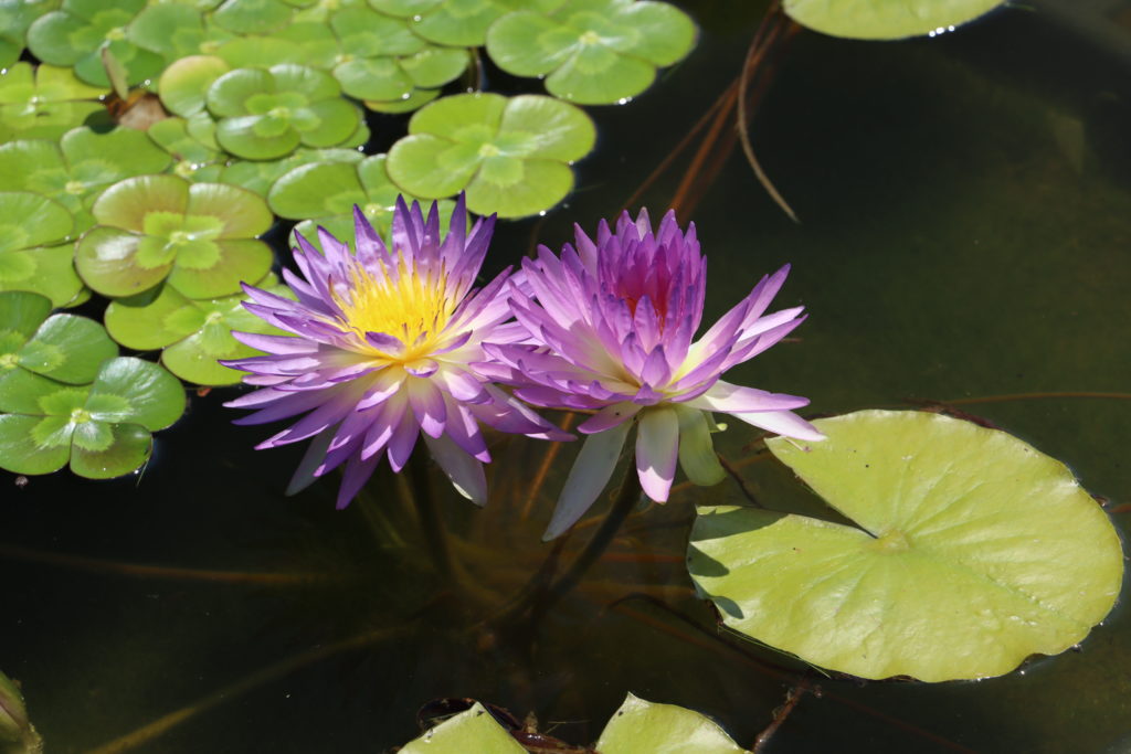 2022 ISG Hardy Waterlily 02 - July 12 2022