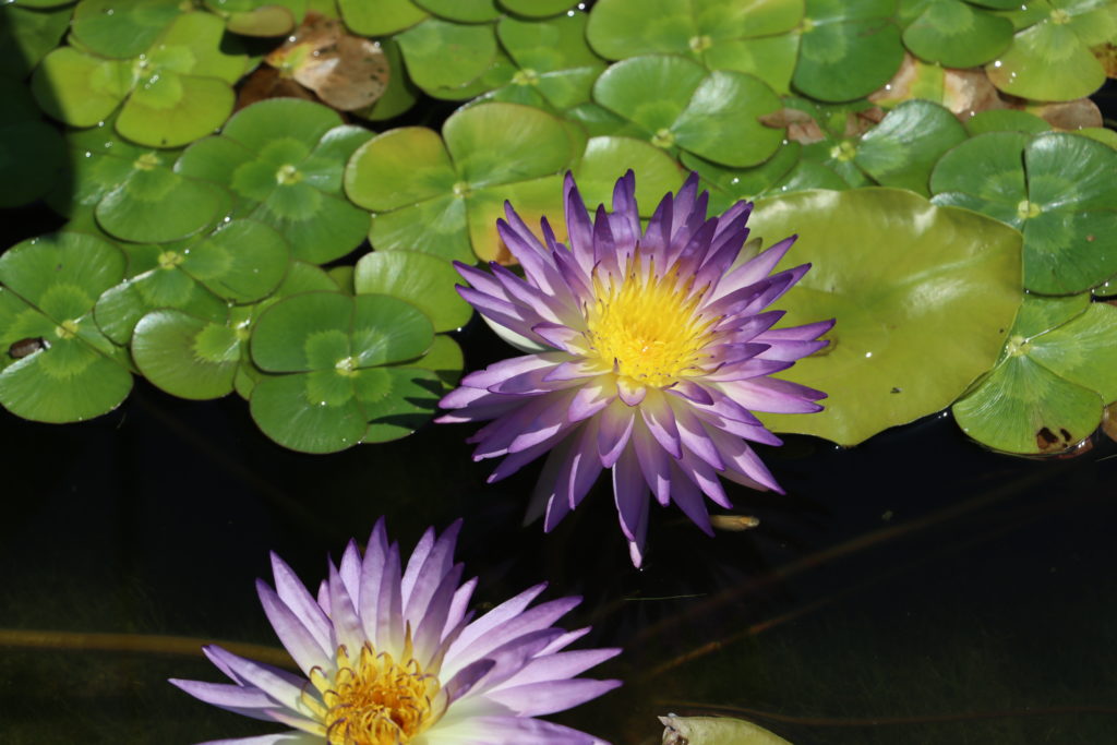 2022 ISG Hardy Waterlily 02 - July 16 2022