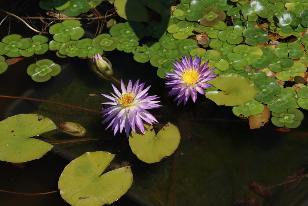 2022 ISG Hardy Waterlily 02 - July 16 2022