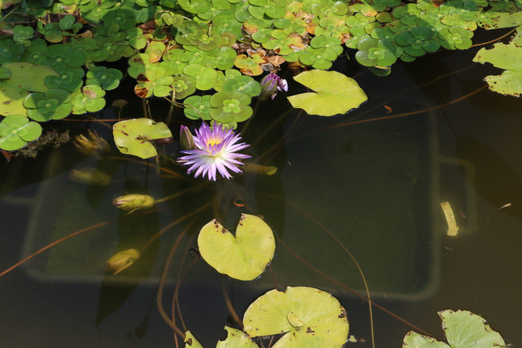 2022 ISG Hardy Waterlily 02 - July 19 2022