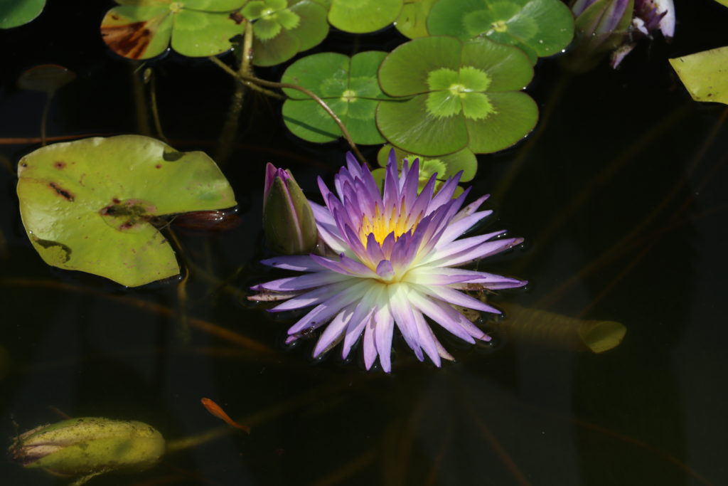 2022 ISG Hardy Waterlily 02 - July 19 2022