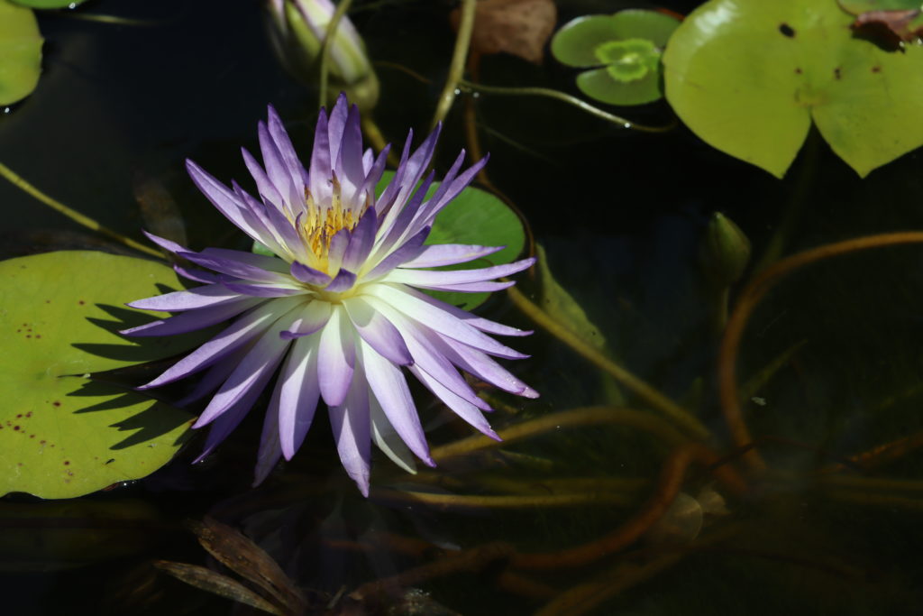 2022 ISG Hardy Waterlily 02 - July 26 2022