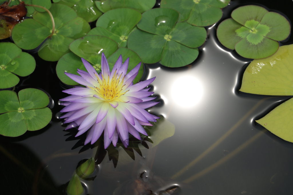 2022 ISG Hardy Waterlily 02 - July 29 2022