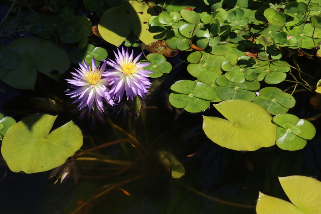 2022 ISG Hardy Waterlily 02 - August 01 2022