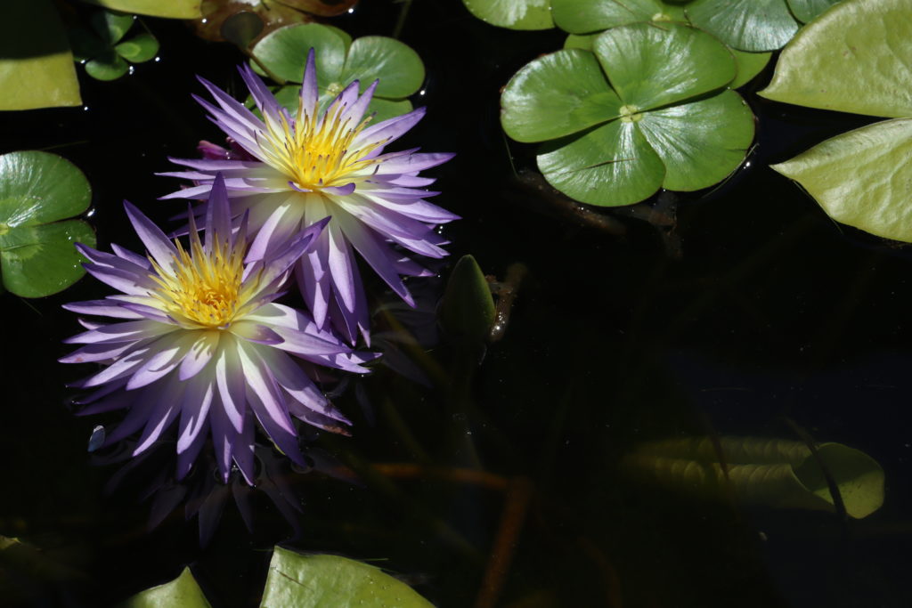 2022 ISG Hardy Waterlily 02 - August 01 2022