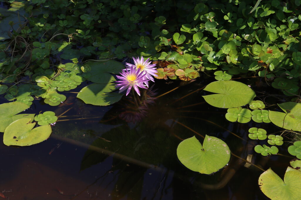 2022 ISG Hardy Waterlily 02 - August 09 2022
