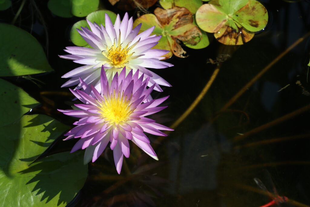 2022 ISG Hardy Waterlily 02 - August 09 2022