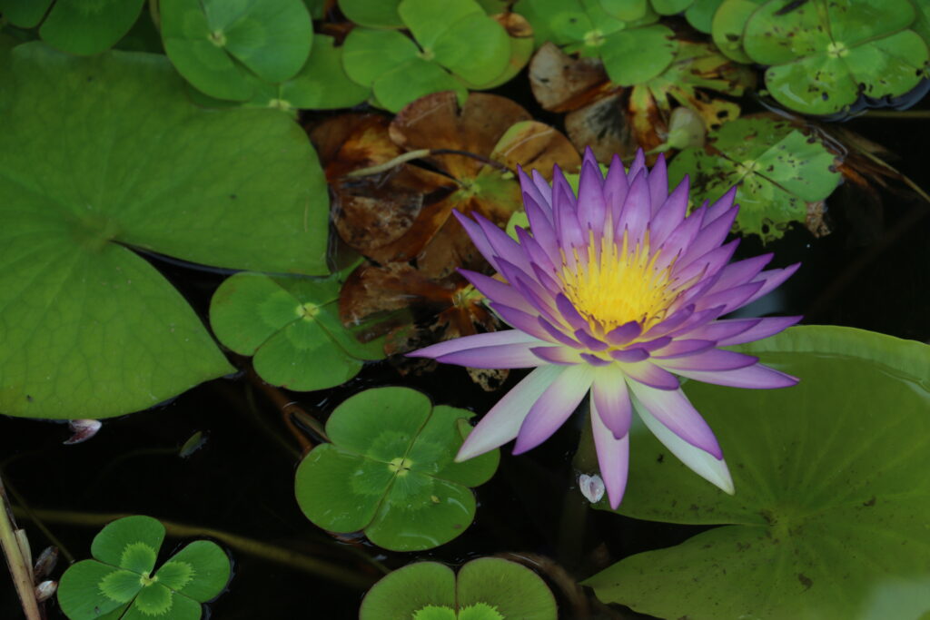 2022 ISG Hardy Waterlily 02 - August 15 2022