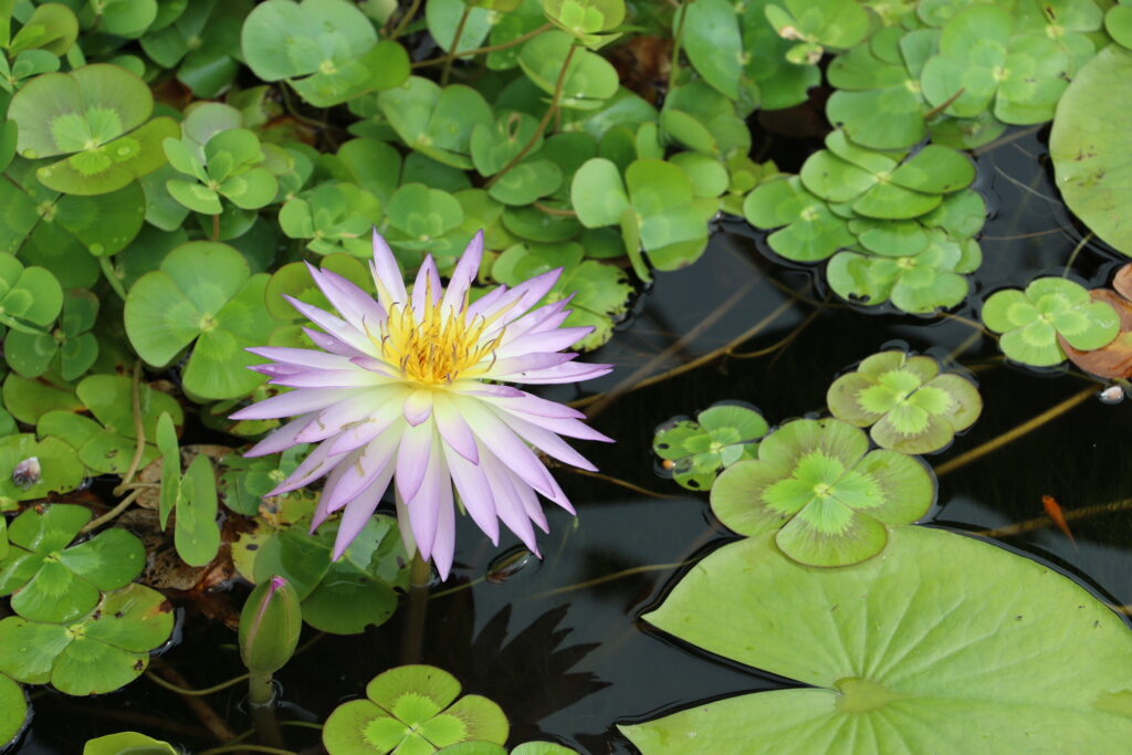 2022 ISG Hardy Waterlily 02 - August 17 2022
