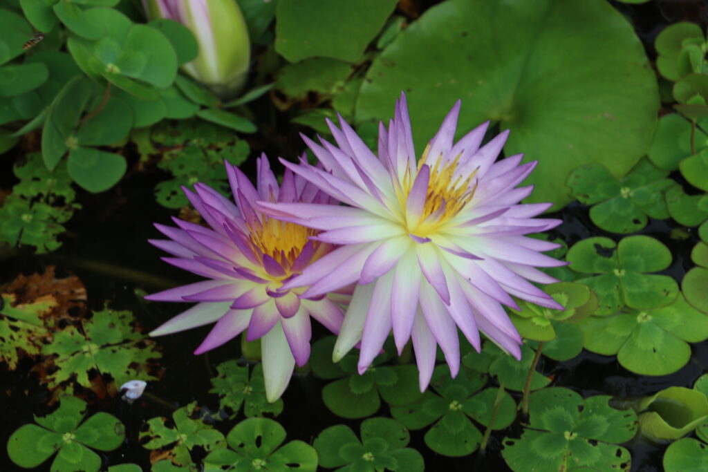 2022 ISG Hardy Waterlily 02 - September 02 2022