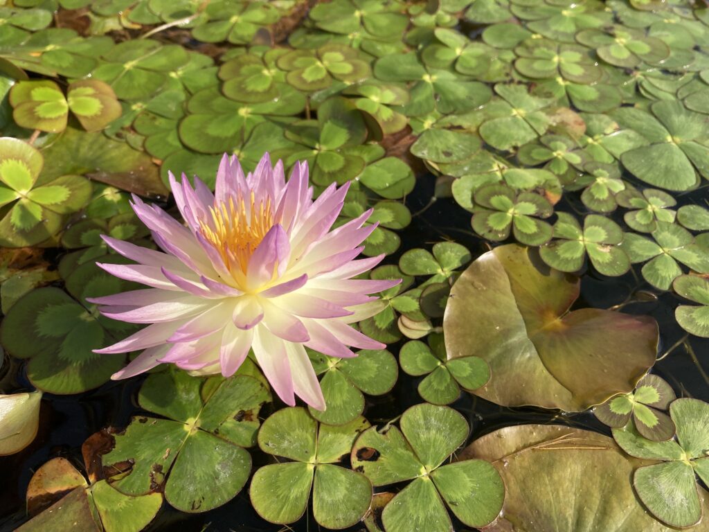 2022 ISG Hardy Waterlily 02 - November 21 2022