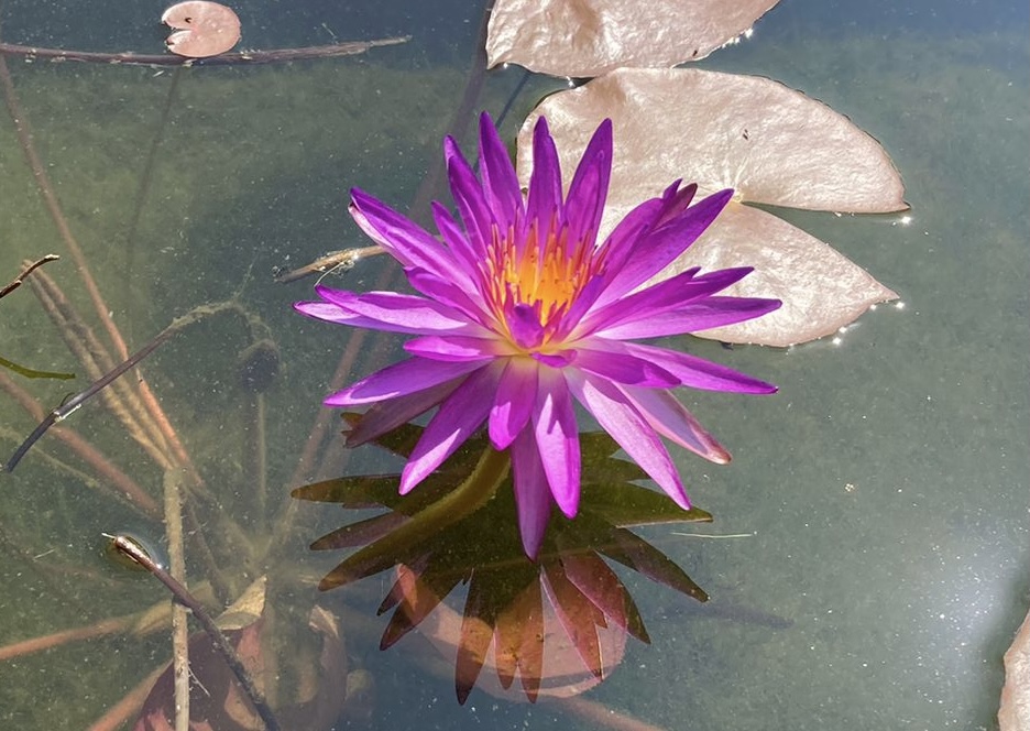2022 ISG Hardy Waterlily 03 - July 07 2022