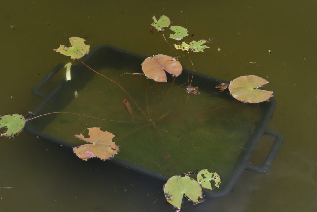 2022 ISG Hardy Waterlily 03 - June 23 2022