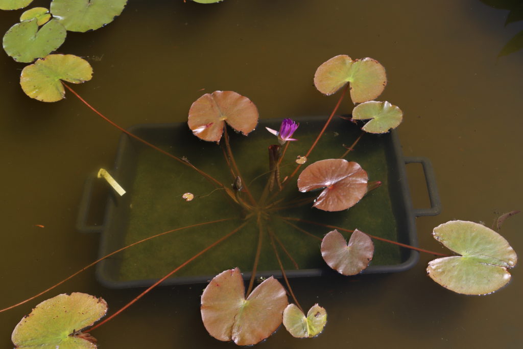 2022 ISG Hardy Waterlily 03 - July 12 2022