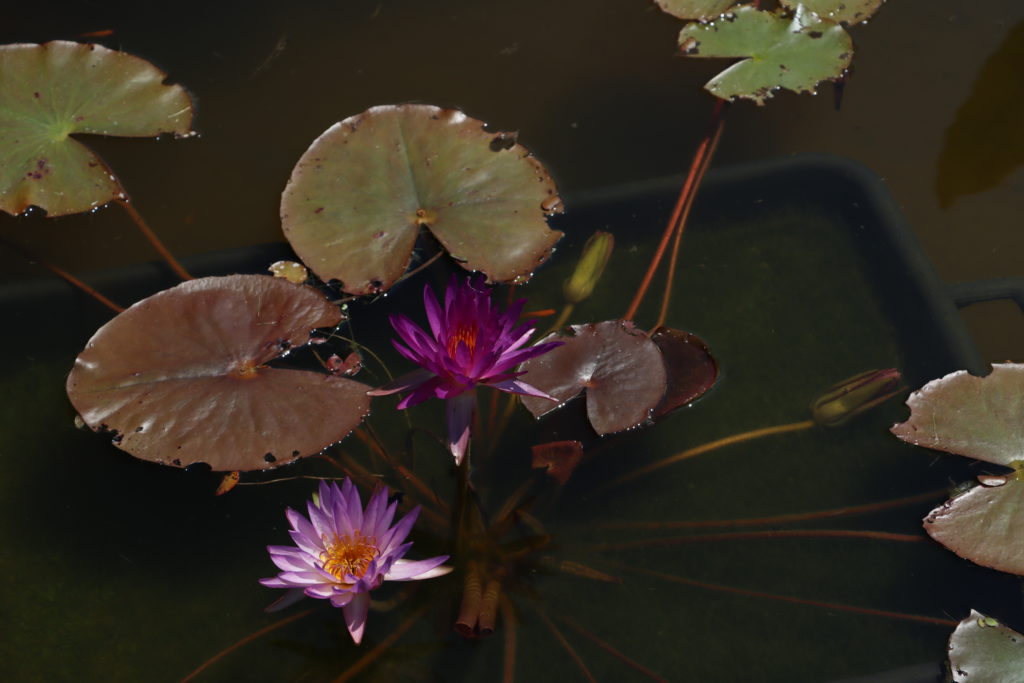 2022 ISG Hardy Waterlily 03 - July 16 2022