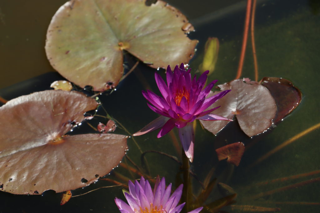 2022 ISG Hardy Waterlily 03 - July 16 2022