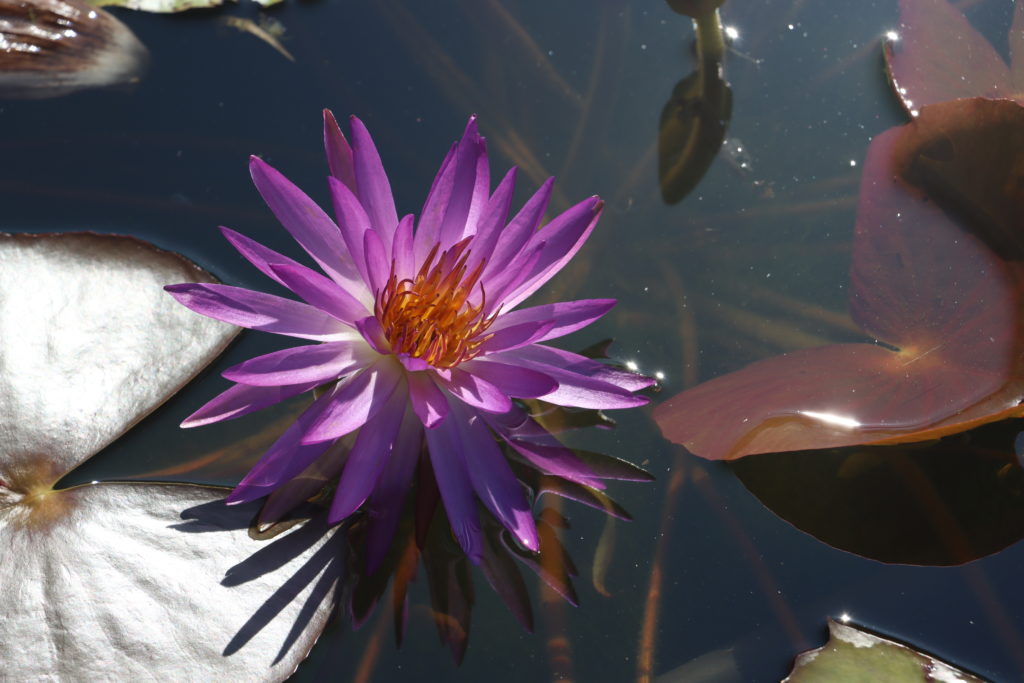 2022 ISG Hardy Waterlily 03 - July 27 2022